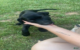 Cane Corso dogs for sale: Luna - Image 1