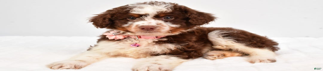 Lola