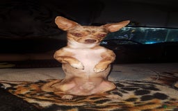 Chihuahua dogs for sale: Merle boy/Green Eyes - Image 6