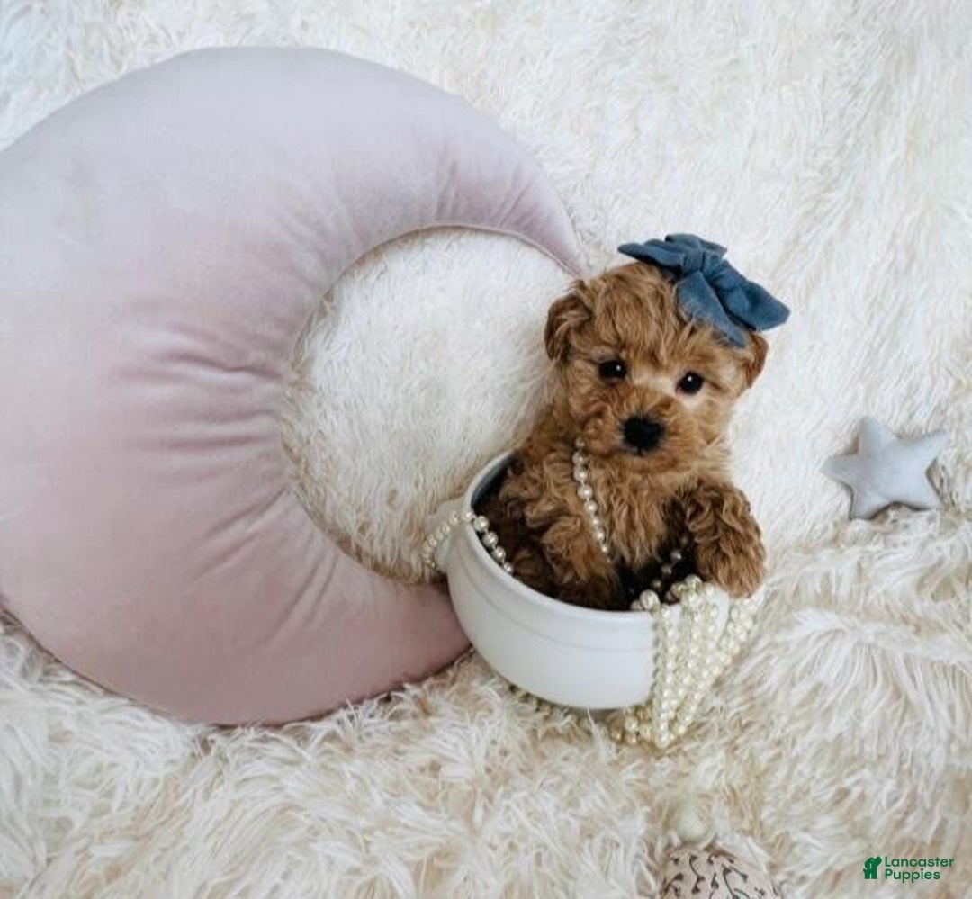 Toy Poodle dogs for sale: Pecan - Image 1