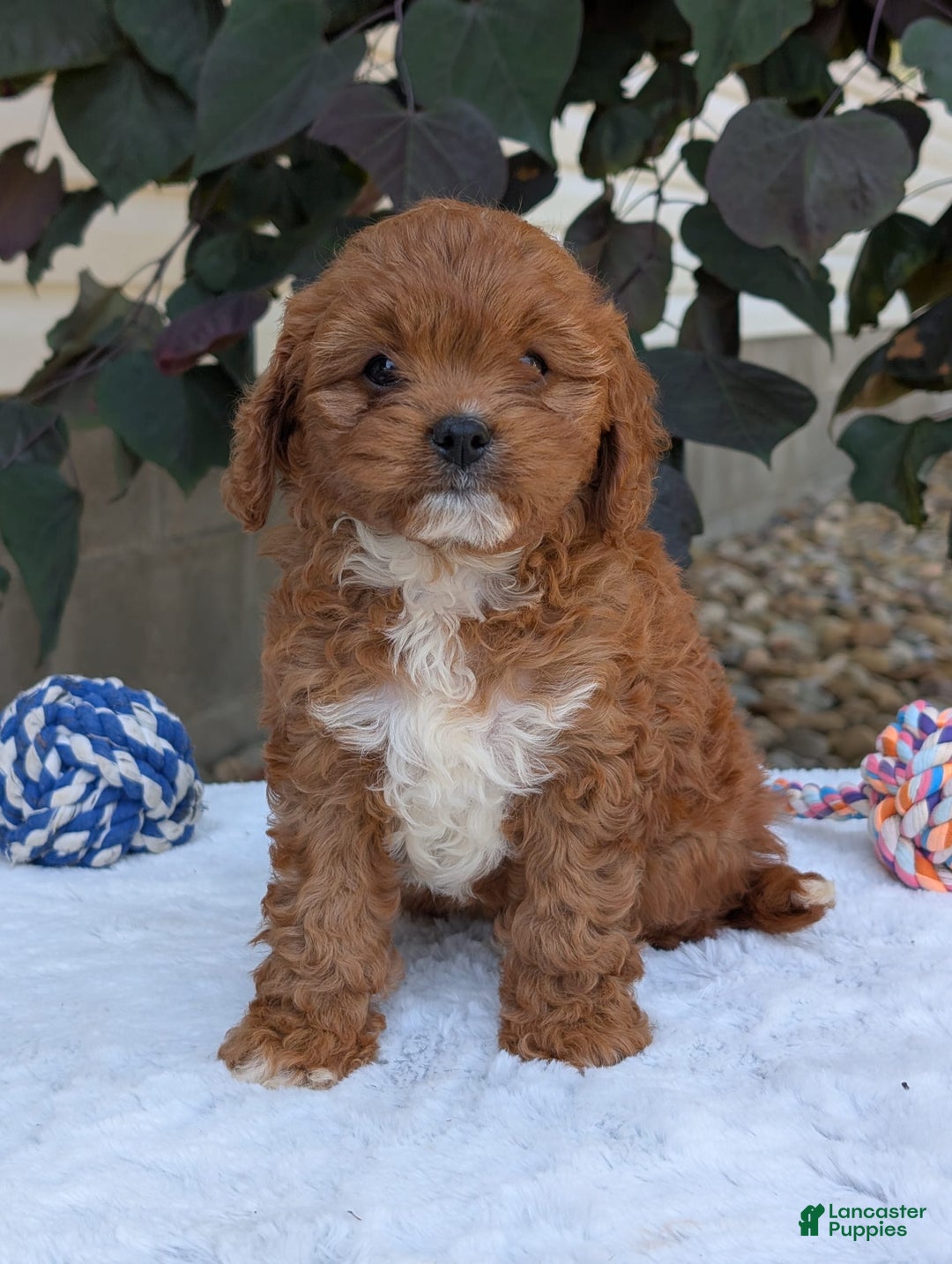 Cavapoo dogs for sale: Sara - Image 2
