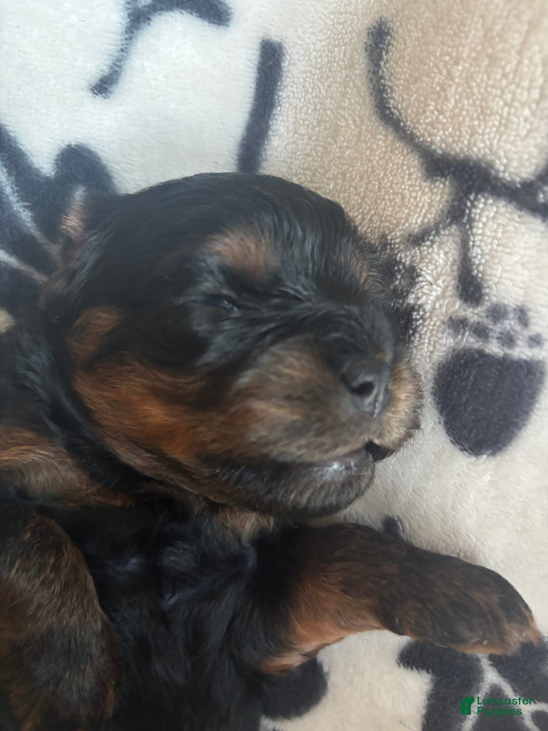 Cavapoo dogs for sale: Max - Image 7