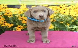 Labrador Retriever dogs for sale: Caboose - Image 4
