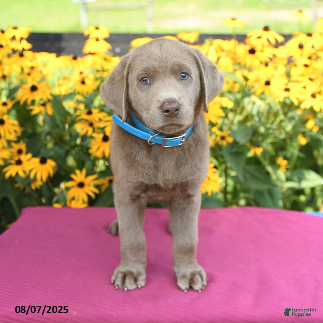 Labrador Retriever dogs for sale: Caboose - Image 4