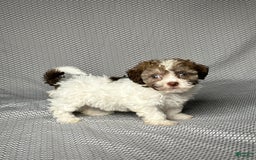 Havapoo dogs for sale: Jill - Image 5