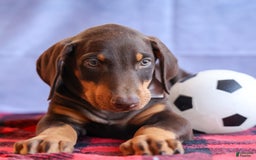 Doberman Pinscher dogs for sale: Duke - Image 16