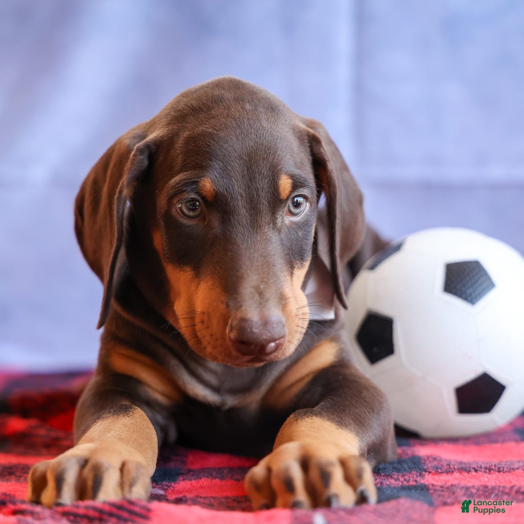 Doberman Pinscher dogs for sale: Duke - Image 16