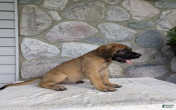 English Mastiff dogs for sale: Buck - Image 5
