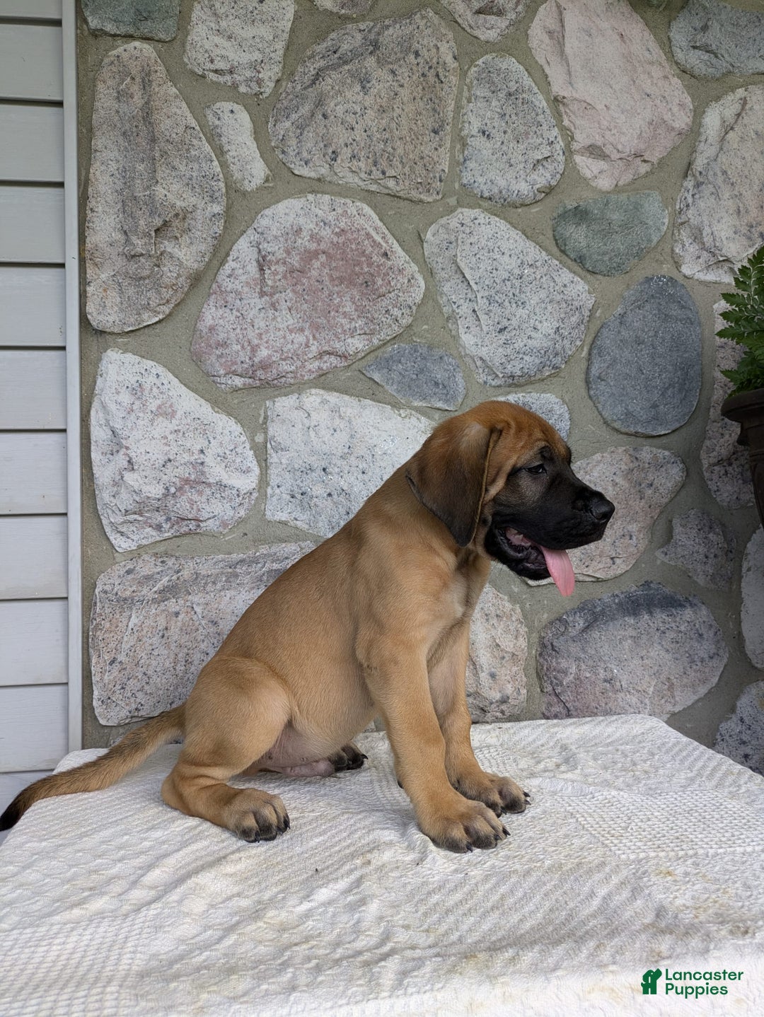 English Mastiff dogs for sale: Buck - Image 5