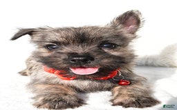 Cairn Terrier dogs for sale: Eclare - Image 6