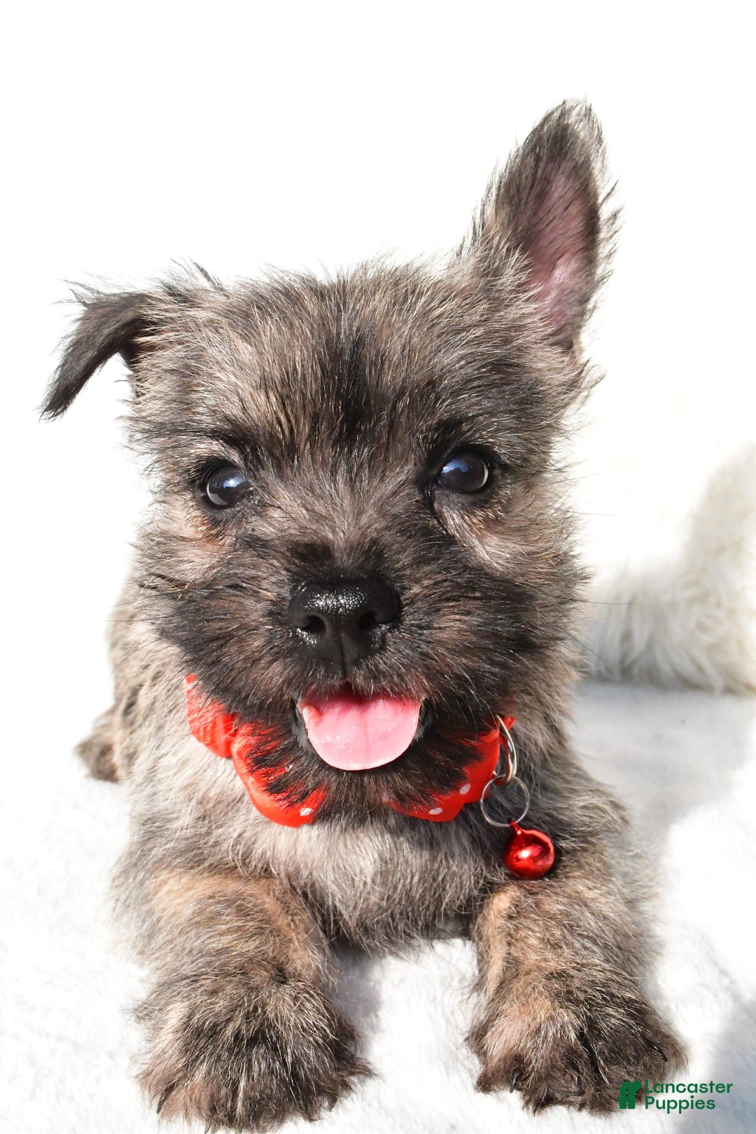 Cairn Terrier dogs for sale: Eclare - Image 6