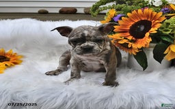 Frenchton dogs for sale: Parker - Image 2