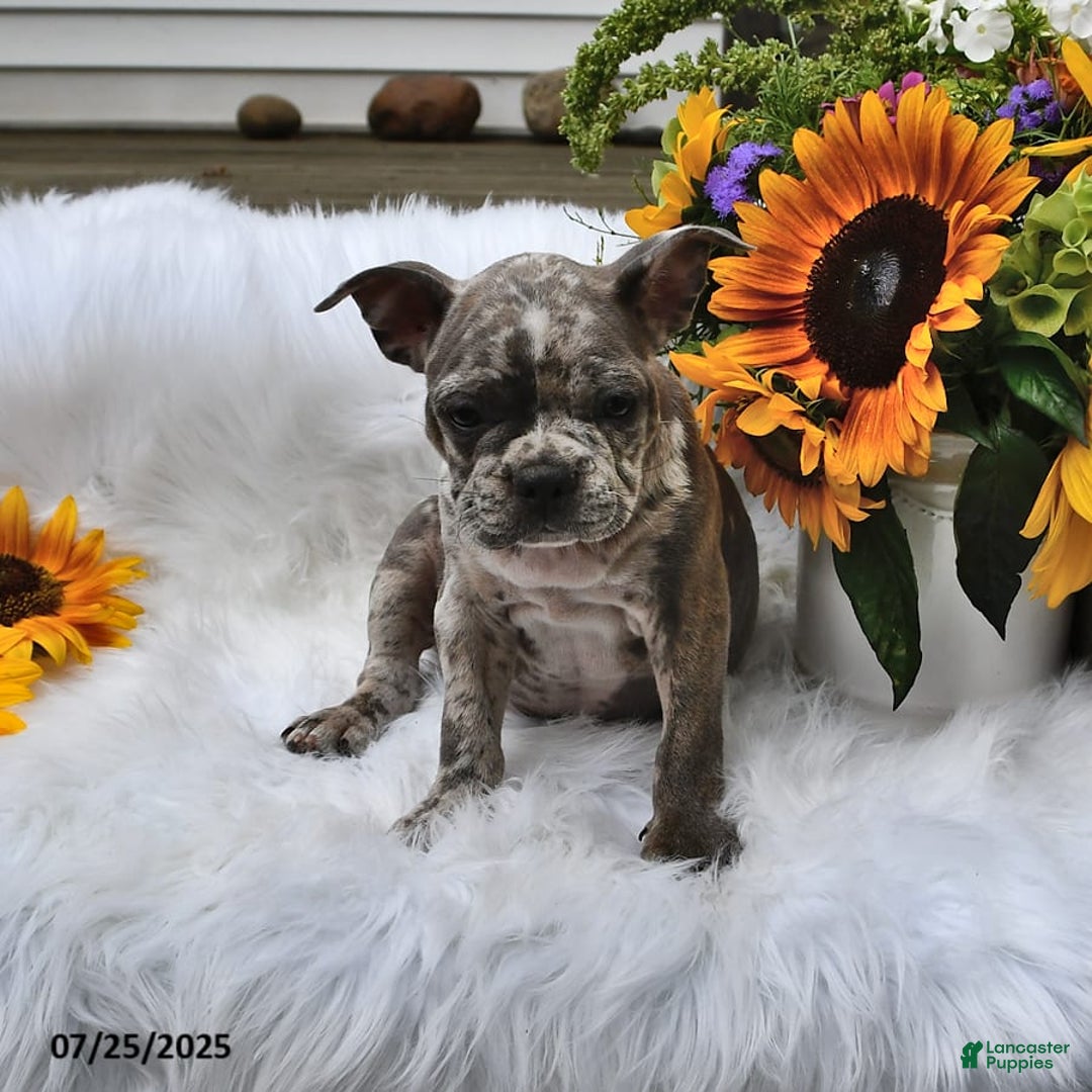 Frenchton dogs for sale: Parker - Image 2