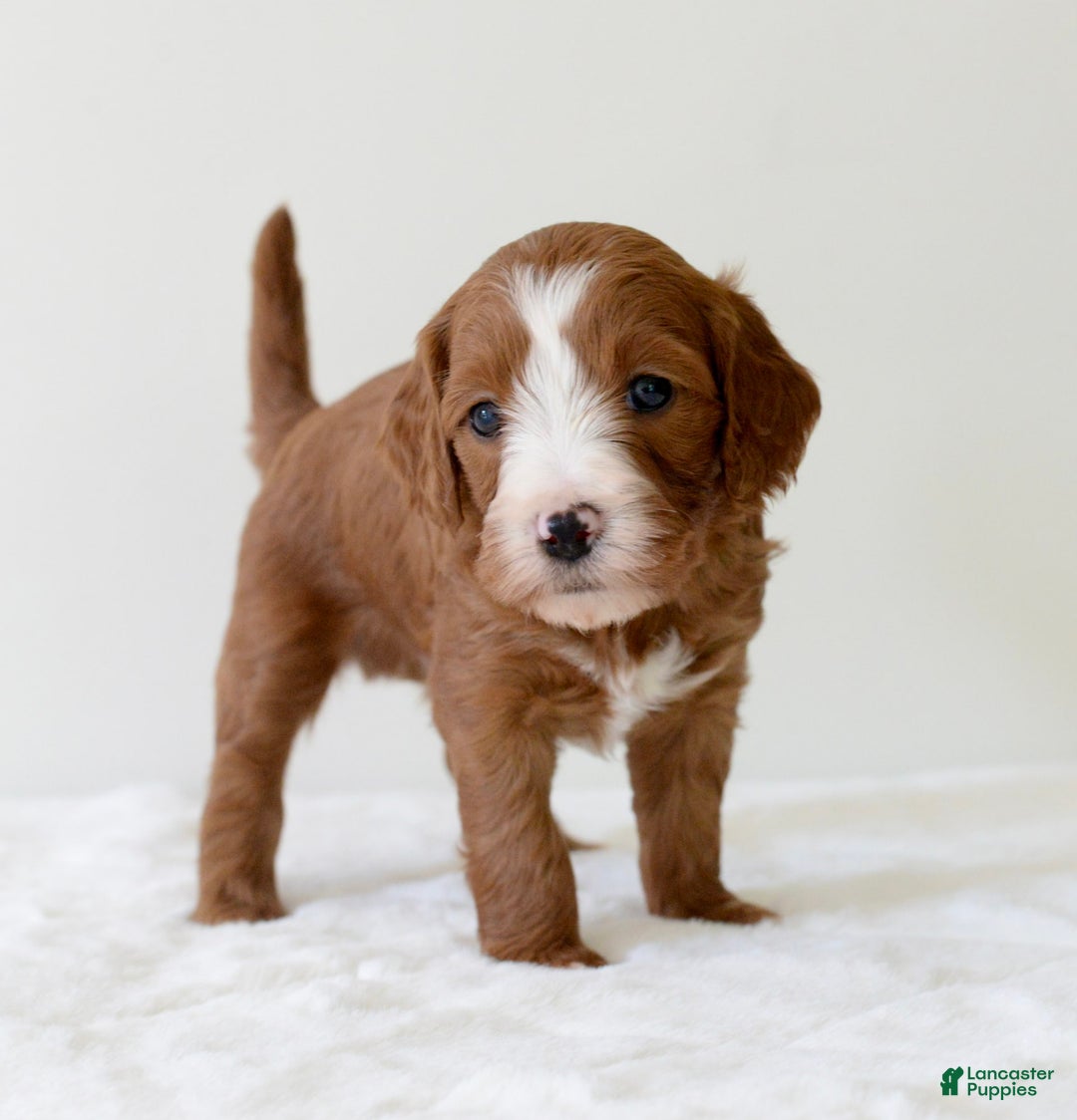 Mini Goldendoodle dogs for sale: Ranger - Image 12