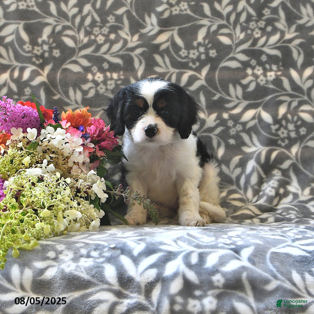 Cavapoo dogs for sale: Beauty - Image 5