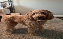 Mini Goldendoodle dogs for sale: Sage - Image 5