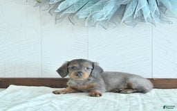 Miniature Dachshund dogs for sale: Zach Rare Color - Image 5