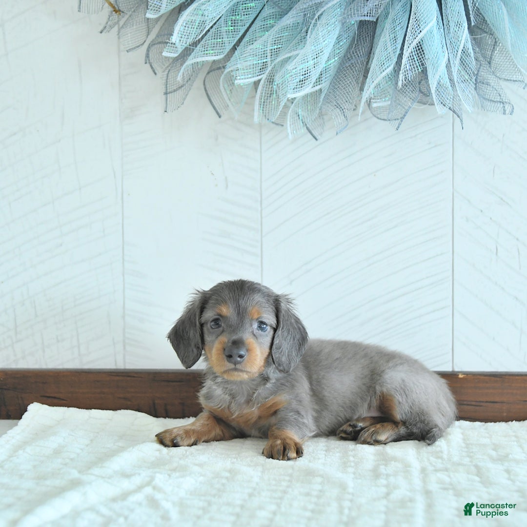 Miniature Dachshund dogs for sale: Zach Rare Color - Image 5