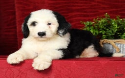 Sheepadoodle dogs for sale: Roscoe - Image 2