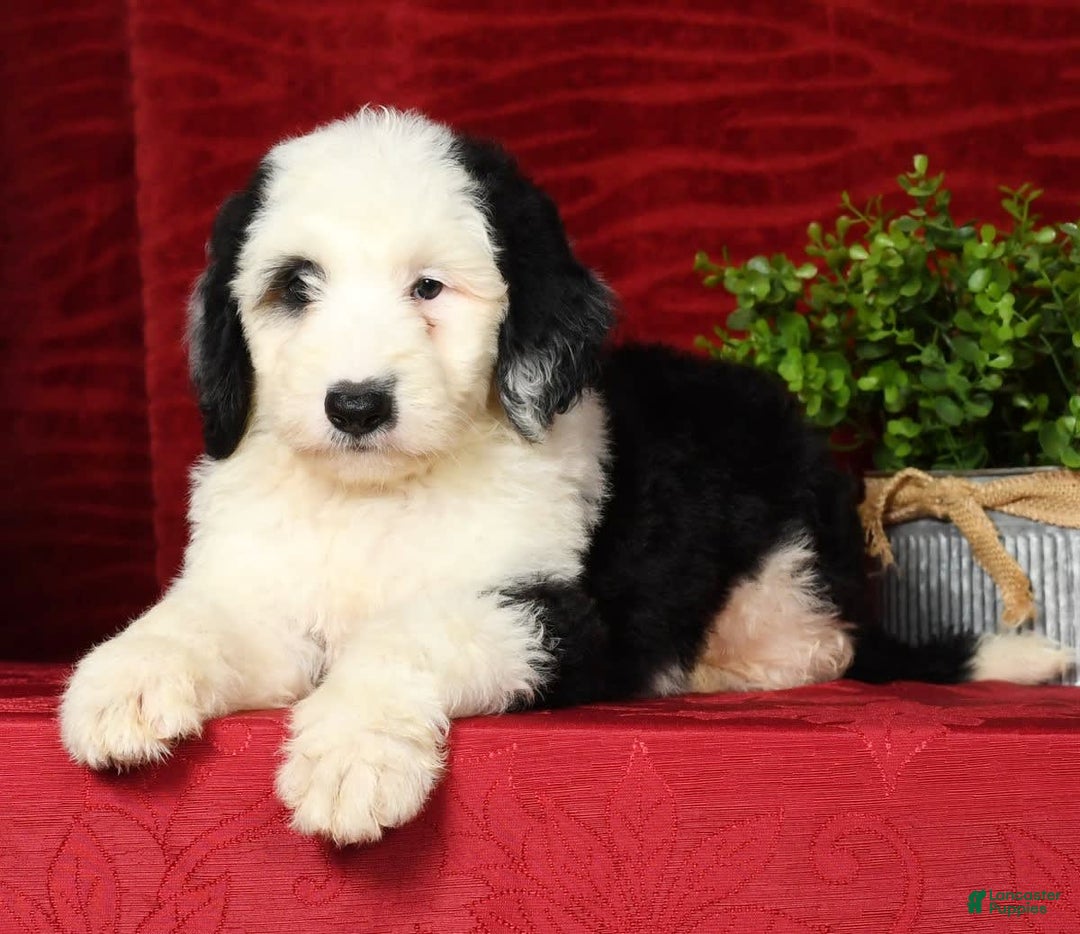 Sheepadoodle dogs for sale: Roscoe - Image 2