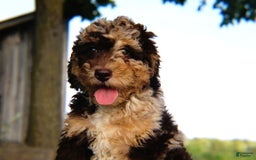 Mini Bernedoodle dogs for sale: Jabel - Image 6