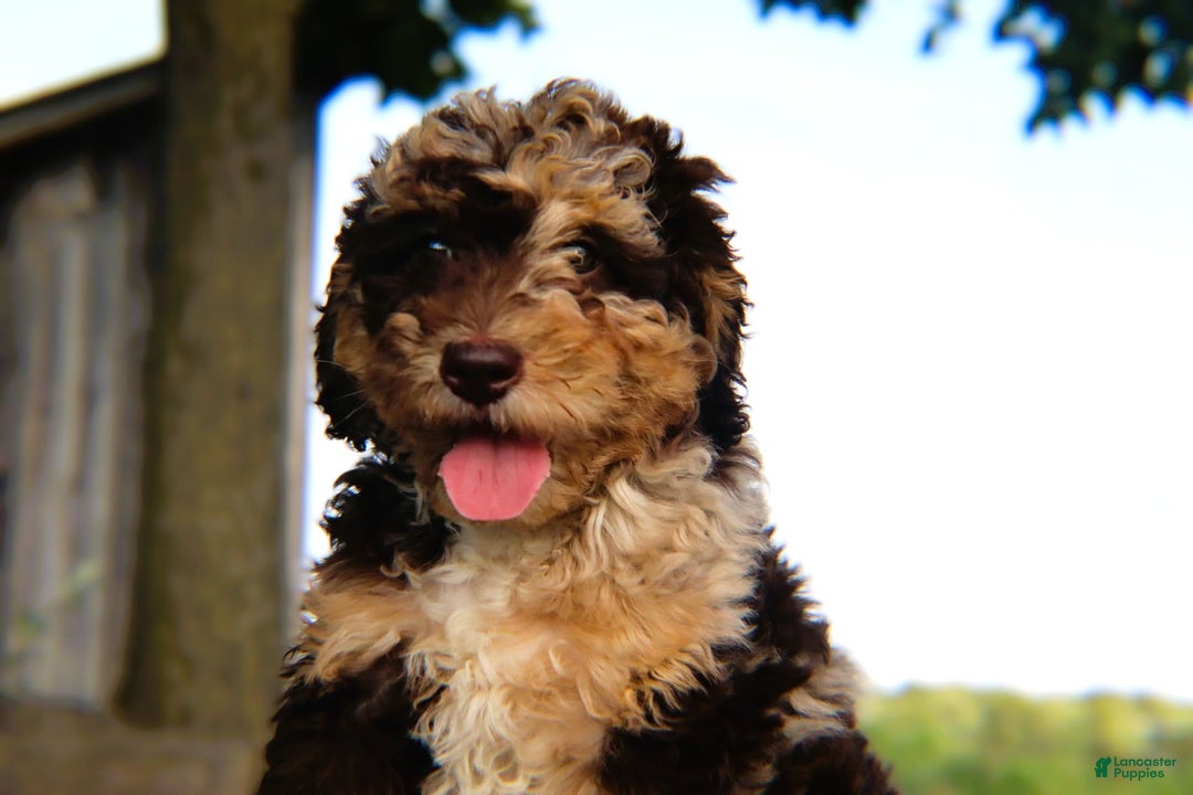 Mini Bernedoodle dogs for sale: Jabel - Image 6