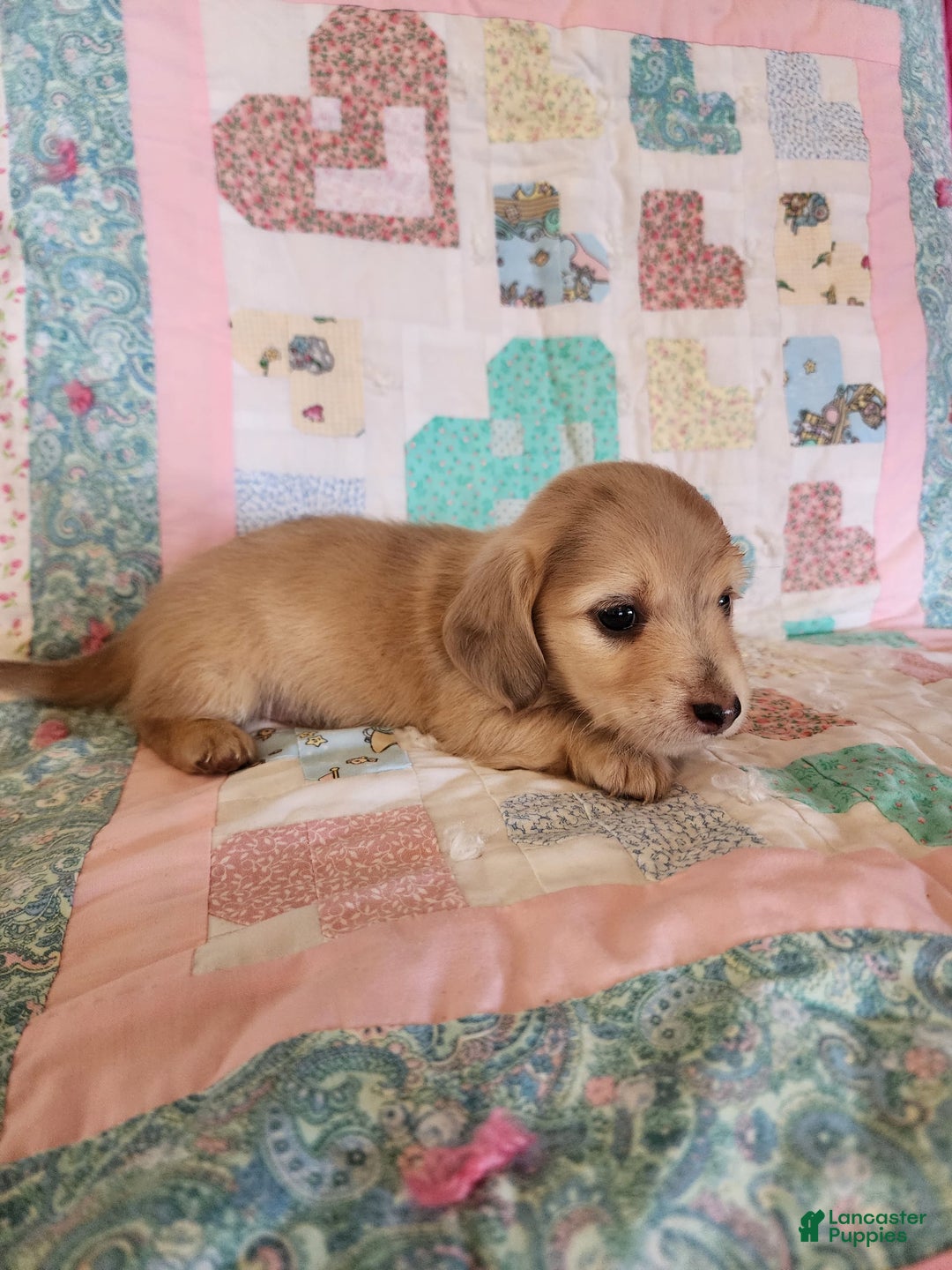 Miniature Dachshund dogs for sale: Chase - Image 2
