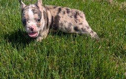 Frenchton dogs for sale: Namor - Image 11