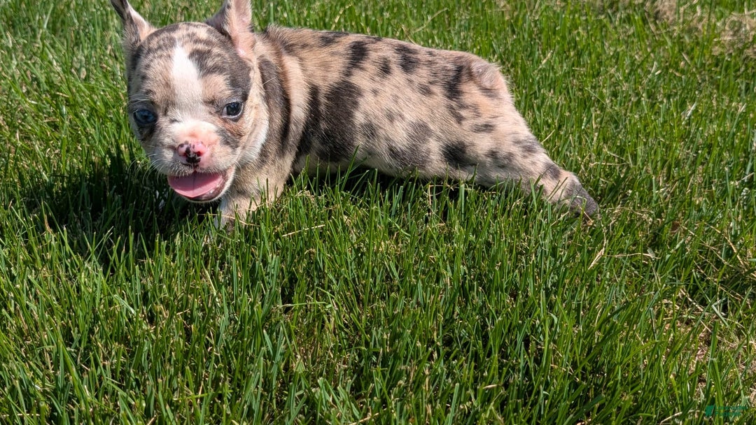 Frenchton dogs for sale: Namor - Image 11