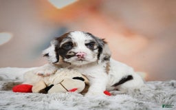 Cocker Spaniel dogs for sale: Daisy - Image 2