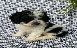 Cockapoo dogs for sale: Stella - Image 3