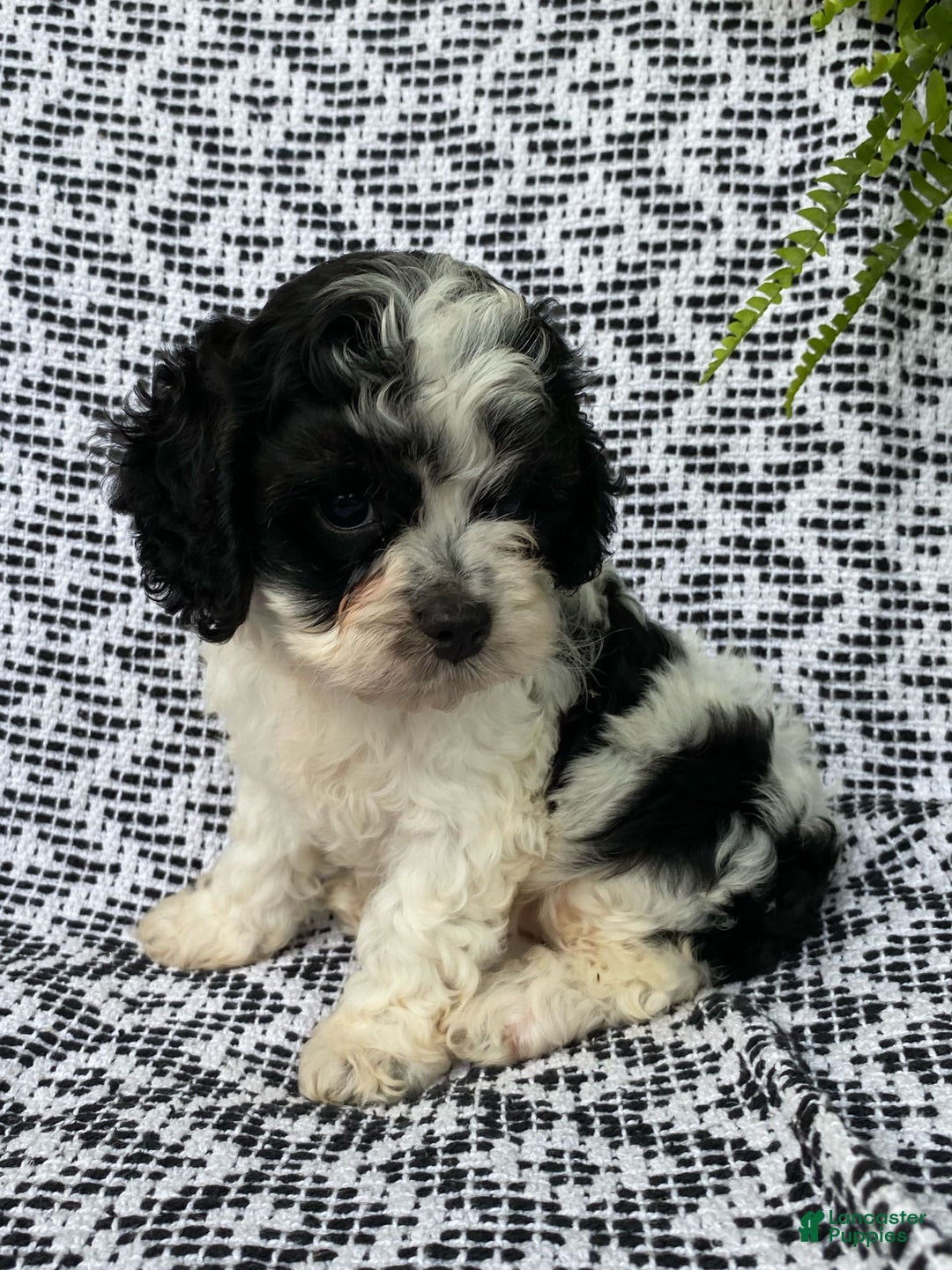 Cockapoo dogs for sale: Stella - Image 3