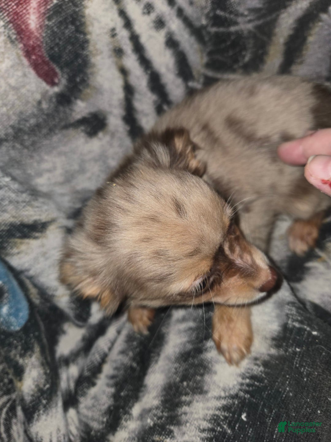 Chihuahua dogs for sale: Long Hair Merle Girl/Green Eyes - Image 4