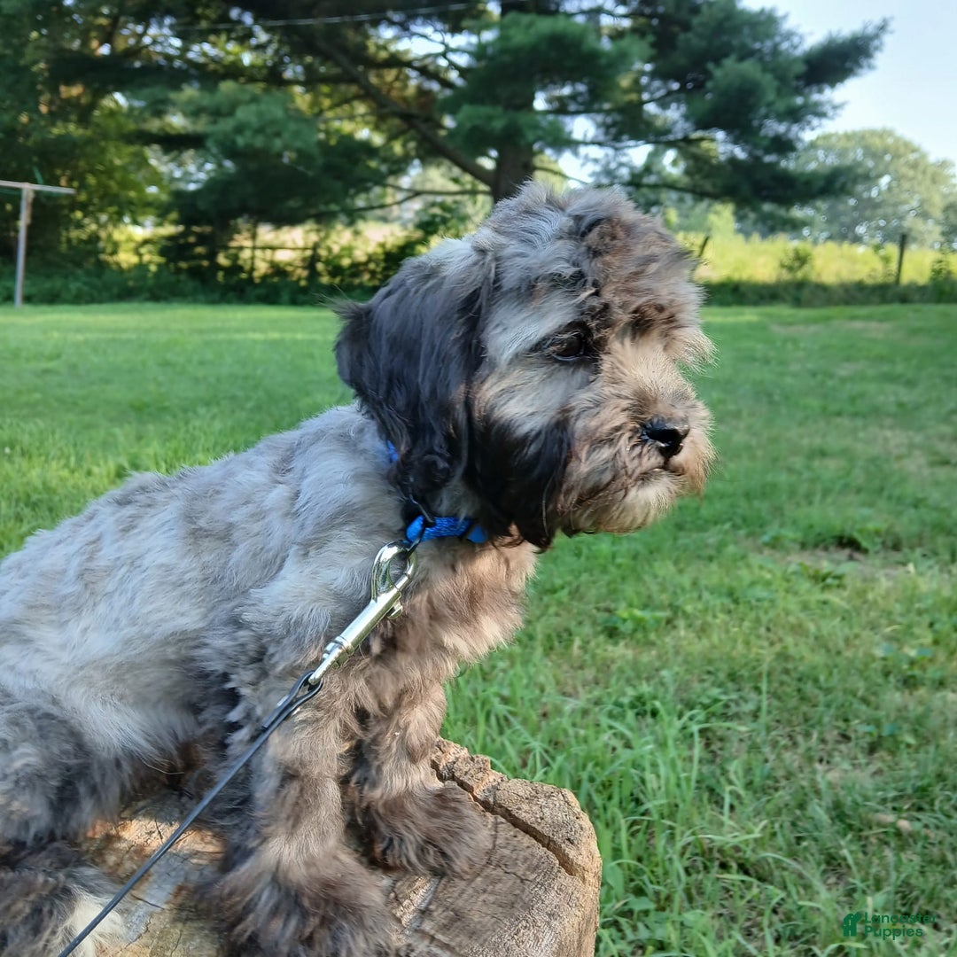 Shihpoo dogs for sale: Chucky - Image 5