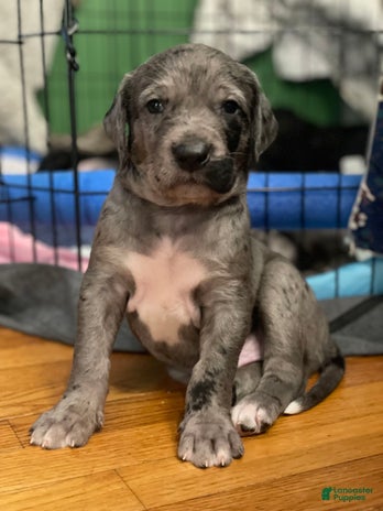 Great Dane dogs for sale - Ad 5