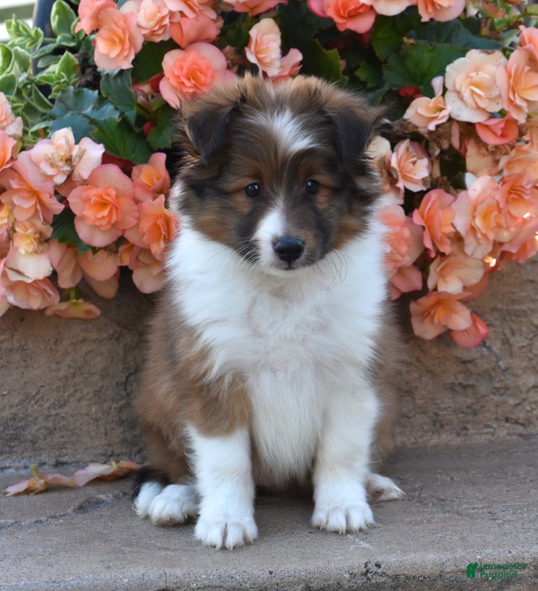 Shetland Sheepdog dogs for sale: Raine - Image 2