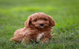 Goldendoodle dogs for sale: Oliver - Image 12