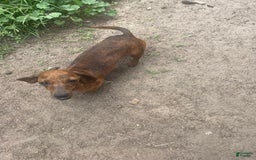 Miniature Dachshund dogs for sale: Sayde - Image 5