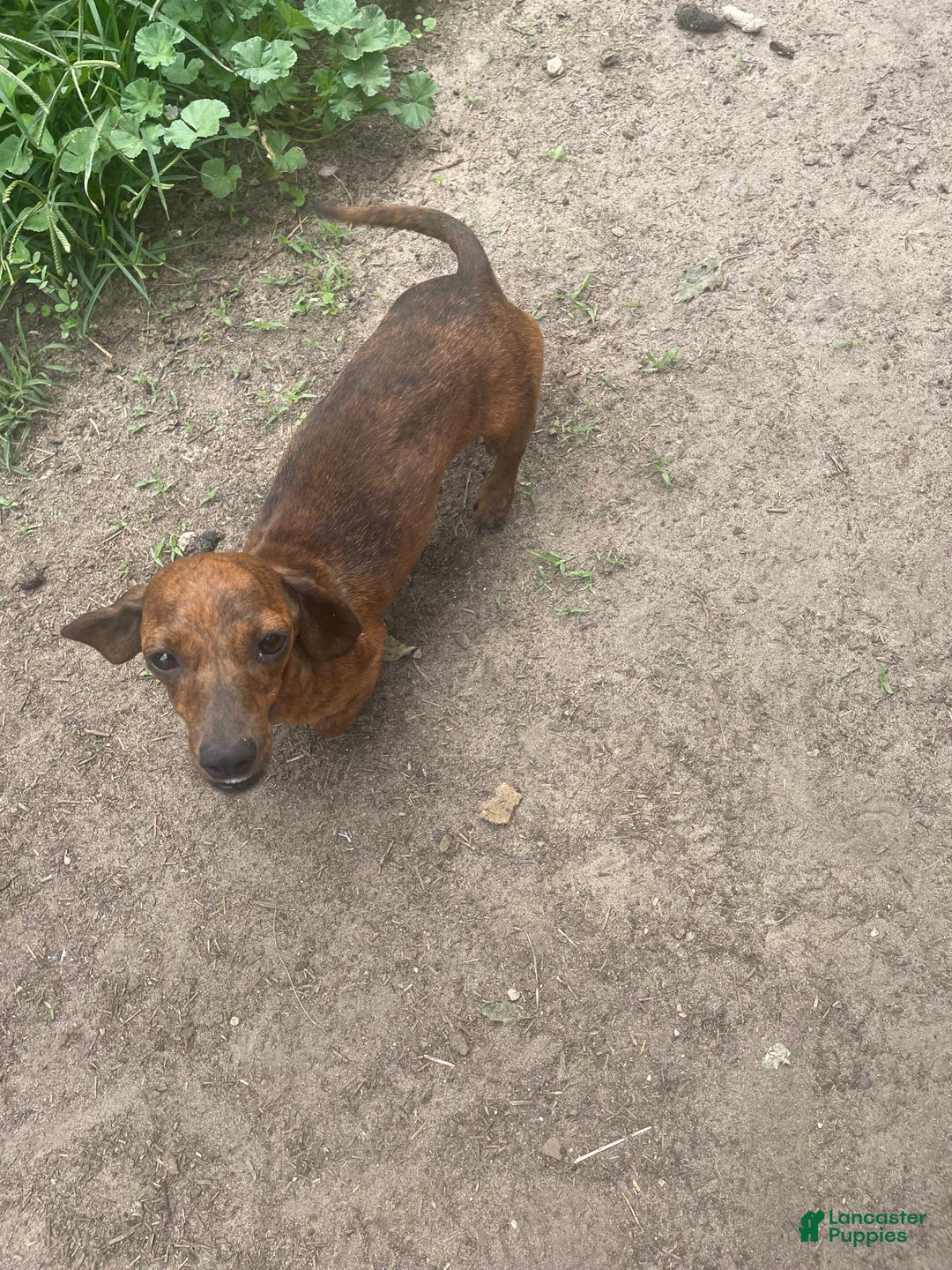 Miniature Dachshund dogs for sale: Sayde - Image 5