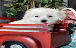 Havanese dogs for sale: Holly - Image 3