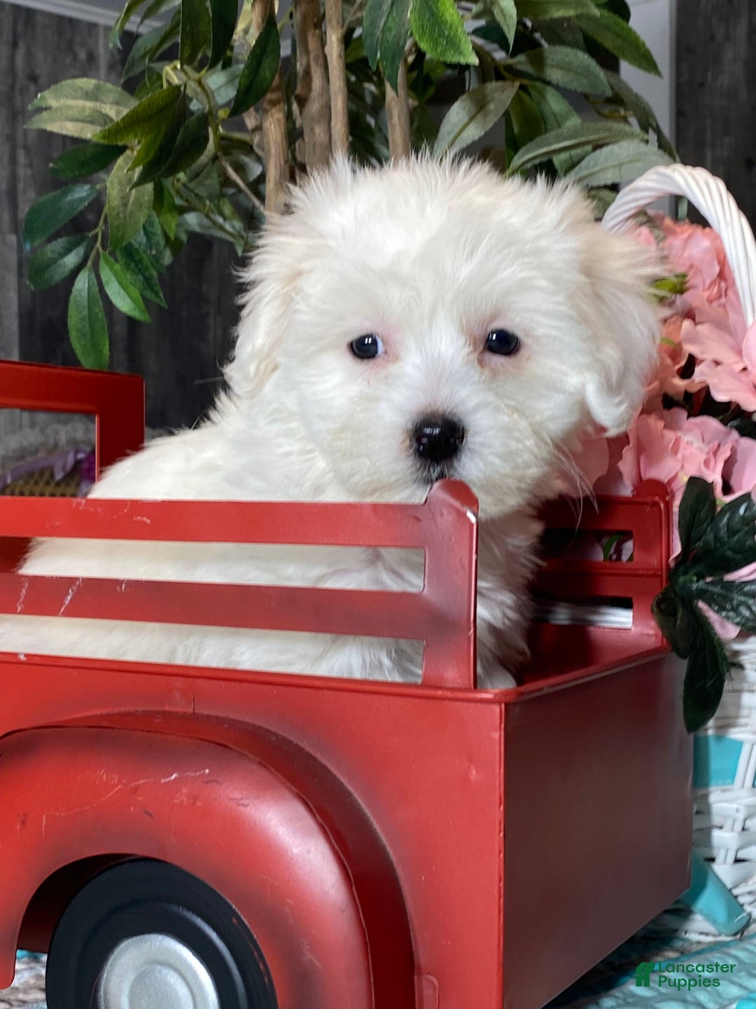 Havanese dogs for sale: Holly - Image 3