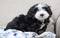 Mini Bernedoodle dogs for sale: Leo - Image 27