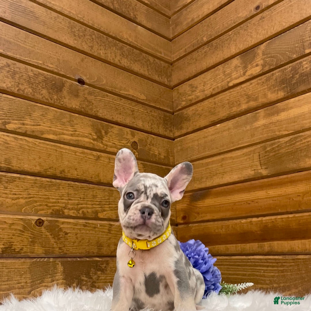 French Bulldog dogs for sale: Jax - Image 1