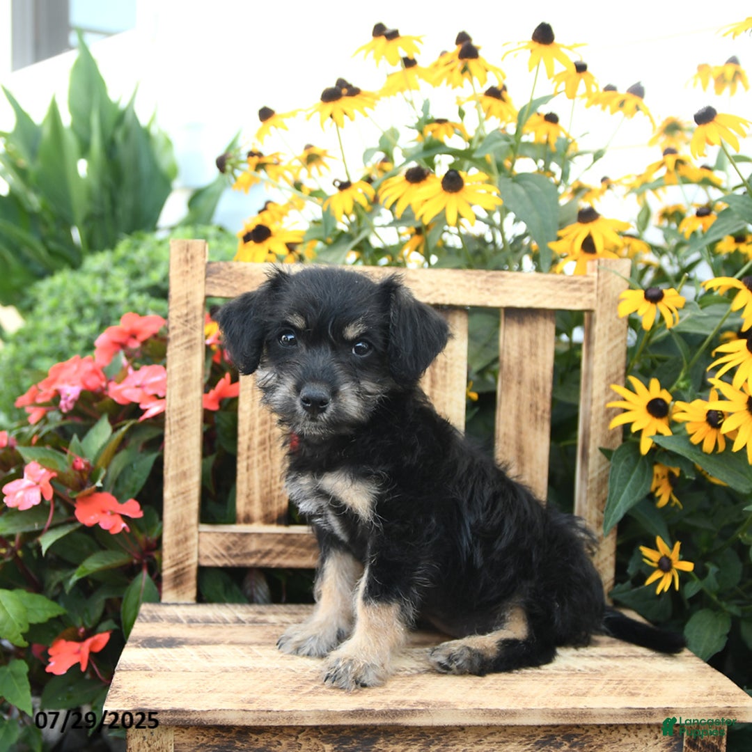 Rat Terrier dogs for sale: Roxy - Image 2