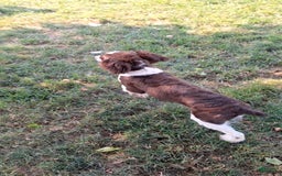 English Springer Spaniel dogs for sale: Budweiser - Image 4