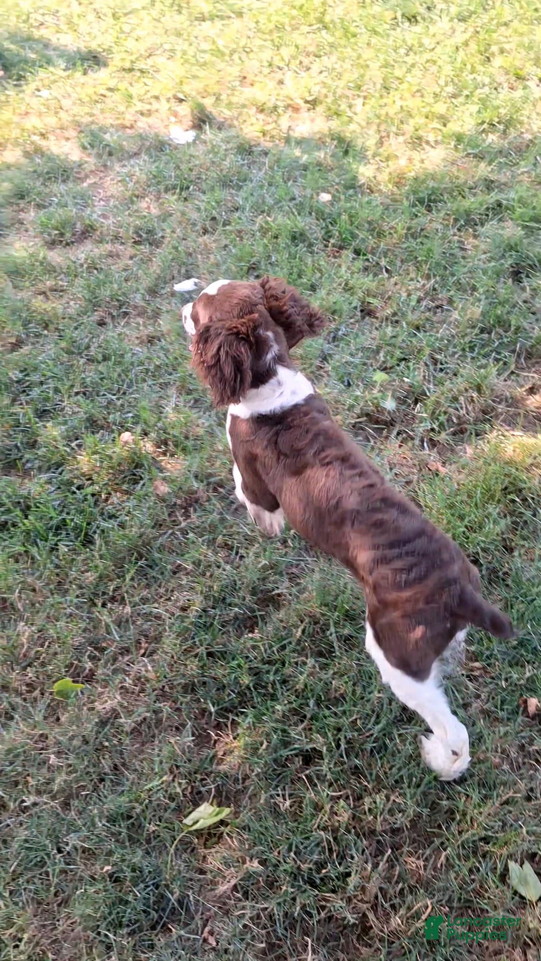 English Springer Spaniel dogs for sale: Budweiser - Image 4