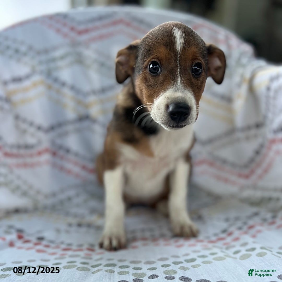 Jack Russell Terrier dogs for sale: Trixie - Image 3