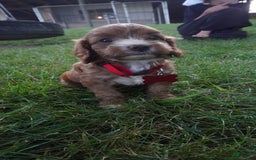 Cavapoo dogs for sale: Tanner - Image 9