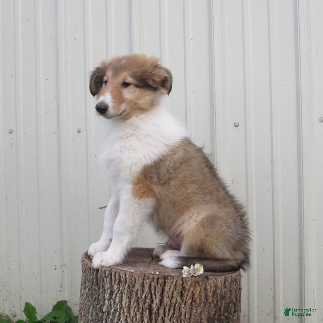 Collie dogs for sale: Albert - Image 5
