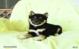 Shiba Inu dogs for sale: Justin - Image 2